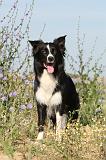 BORDER COLLIE 379